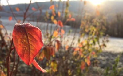Warum wir uns selbst manchmal fremd sind – und wie wir nach Hause finden